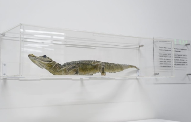 В музее НГУ обновили витрину для экспоната с крокодилом