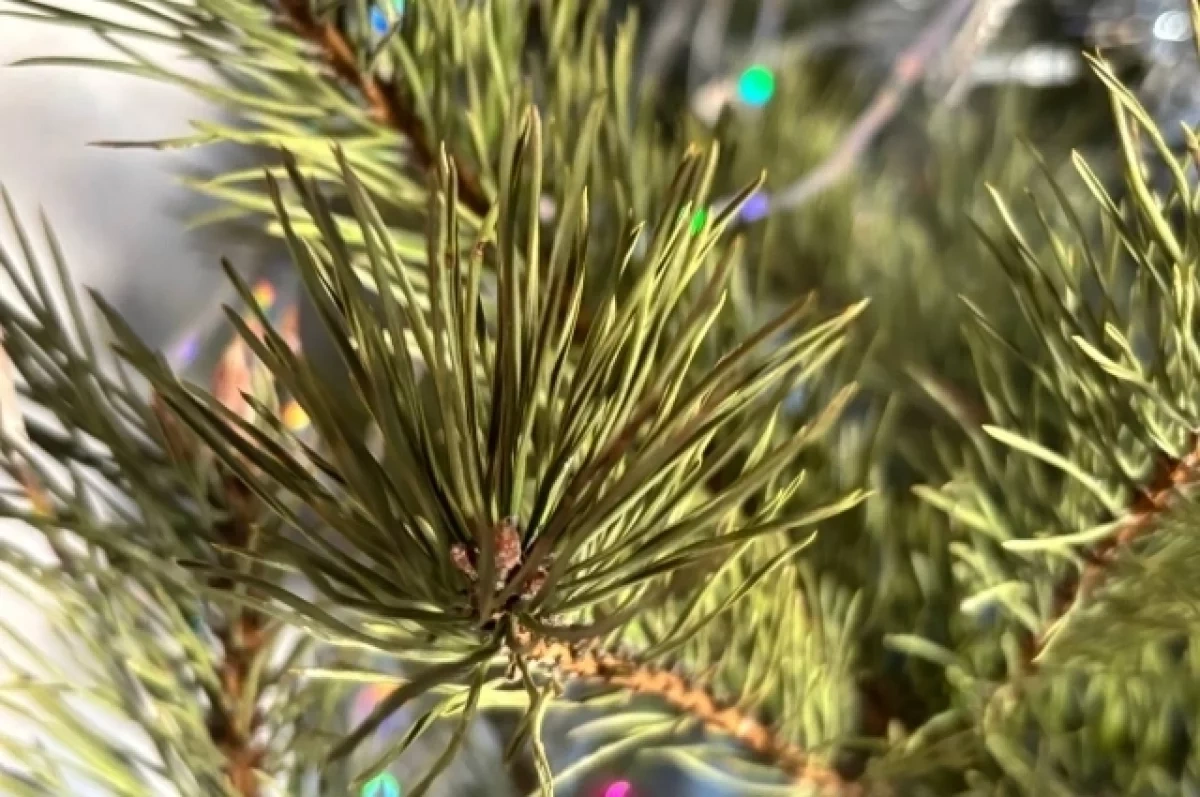 ������ ������������ ����� ����� ���������� ���� �� �����������