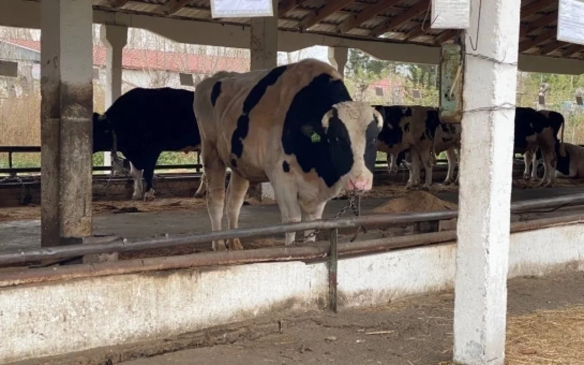 � ������������� ������� �� �������� ����� ������� ����������� �������������