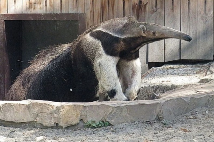 Гигантскому муравьеду из Новосибирского зоопарка исполнилось 15 лет