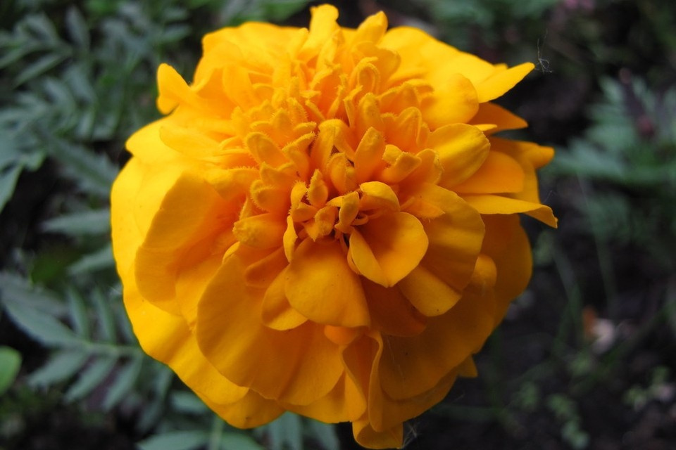 � ������������ �� ��� ������ ������� ���� ����� ��������� � �������