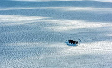 В Новосибирской области нашли нелегальную ледовую переправу на реке Иня